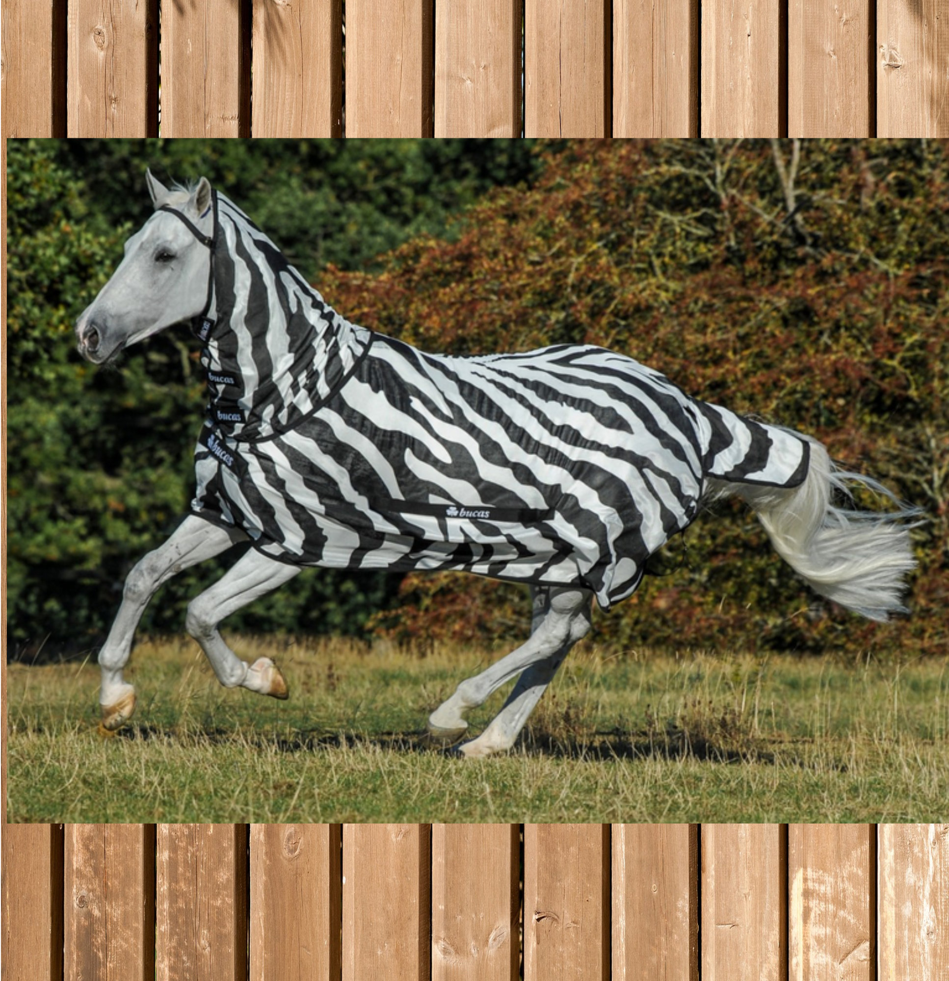 Bucas Buzz Off Full Neck Zebra, mit Hals, Magnetic-Snap